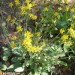Woolly Groundsel